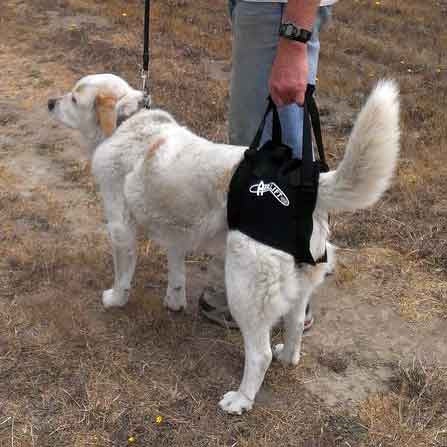 Airlift One Rear Support Dog Sling by Walkabout
