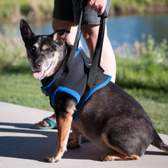 Walkabout Front Leg Support Harness - Doolittle's Pet Products - 1