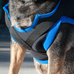 Walkabout Front Leg Support Harness - Doolittle's Pet Products - 3