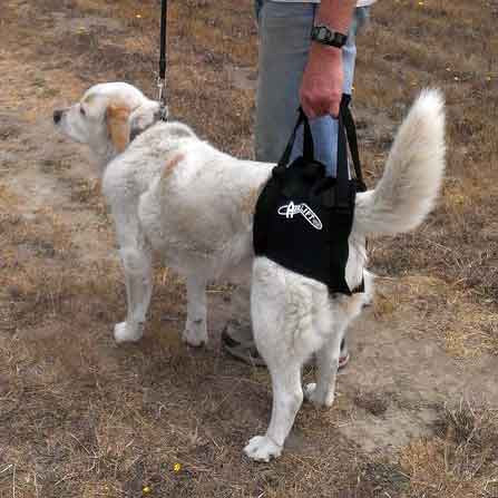 Airlift One Rear Support Dog Sling by Walkabout - Doolittle's Pet Products - 3