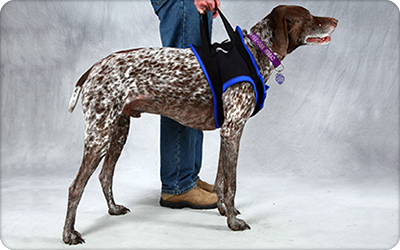 Dog front leg best sale sling
